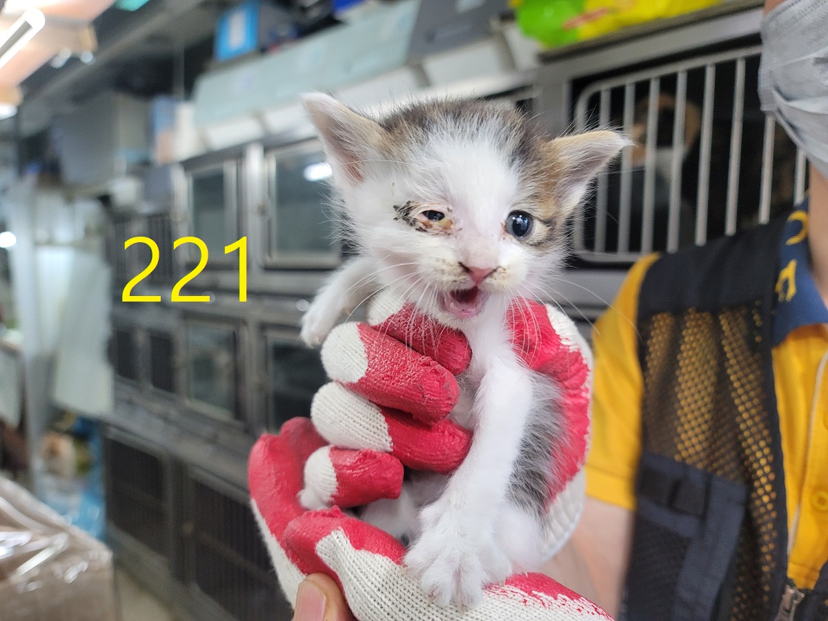 [고양이] 한국 고양이 인천-계양-2025-00219 유기동물 배경 이미지 입니다.