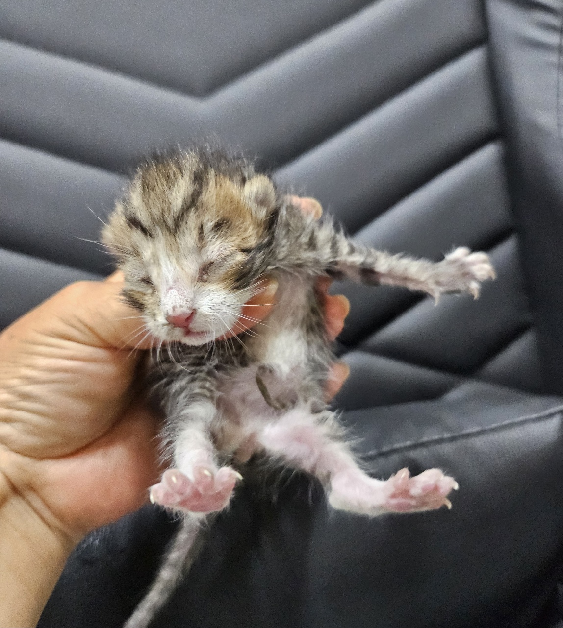 [고양이] 한국 고양이 울산-중구-2025-00125 유기동물 배경 이미지 입니다.