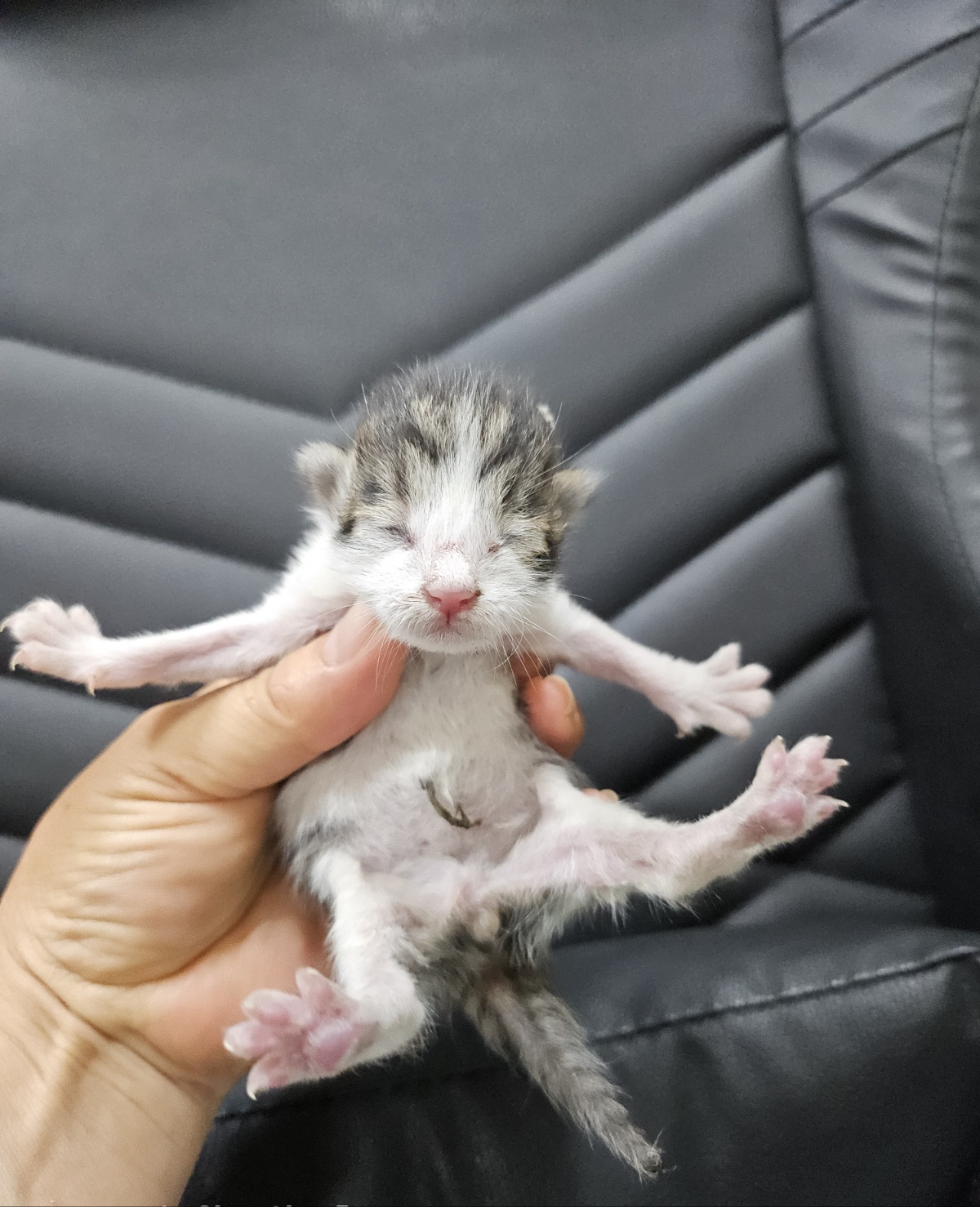 [고양이] 한국 고양이 울산-중구-2025-00126 유기동물 배경 이미지 입니다.