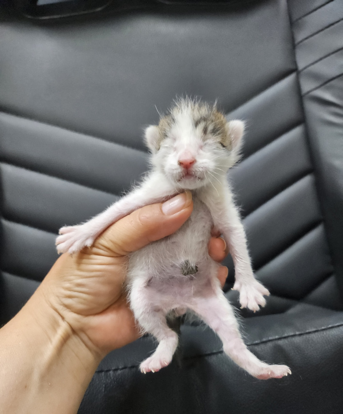 [고양이] 한국 고양이 울산-중구-2025-00127 유기동물 배경 이미지 입니다.