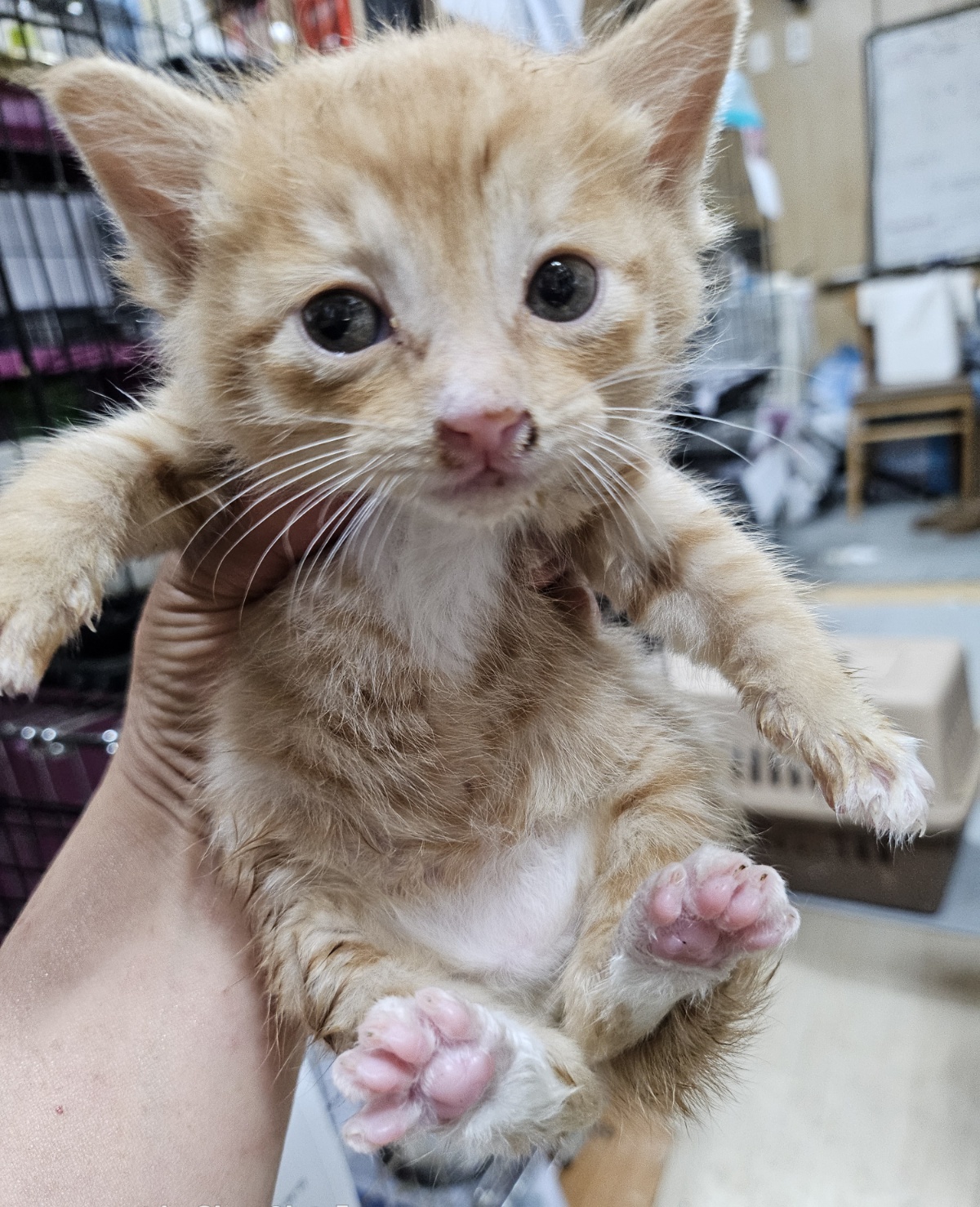 [고양이] 한국 고양이 울산-울주-2025-00388 유기동물 배경 이미지 입니다.