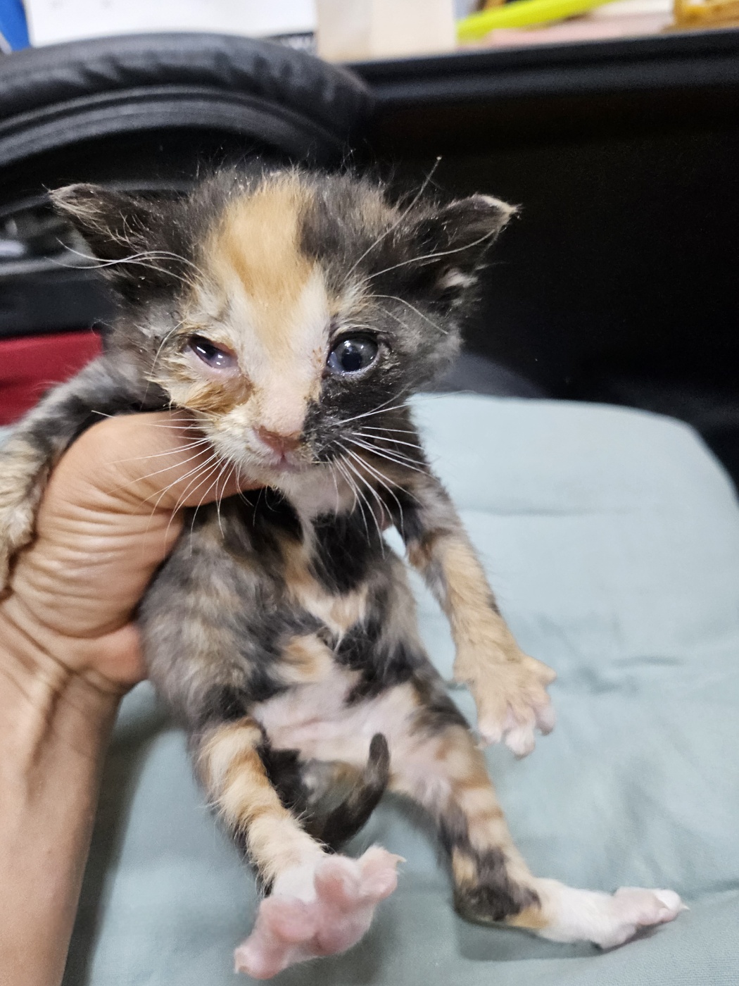 [고양이] 한국 고양이 울산-울주-2025-00390 유기동물 배경 이미지 입니다.