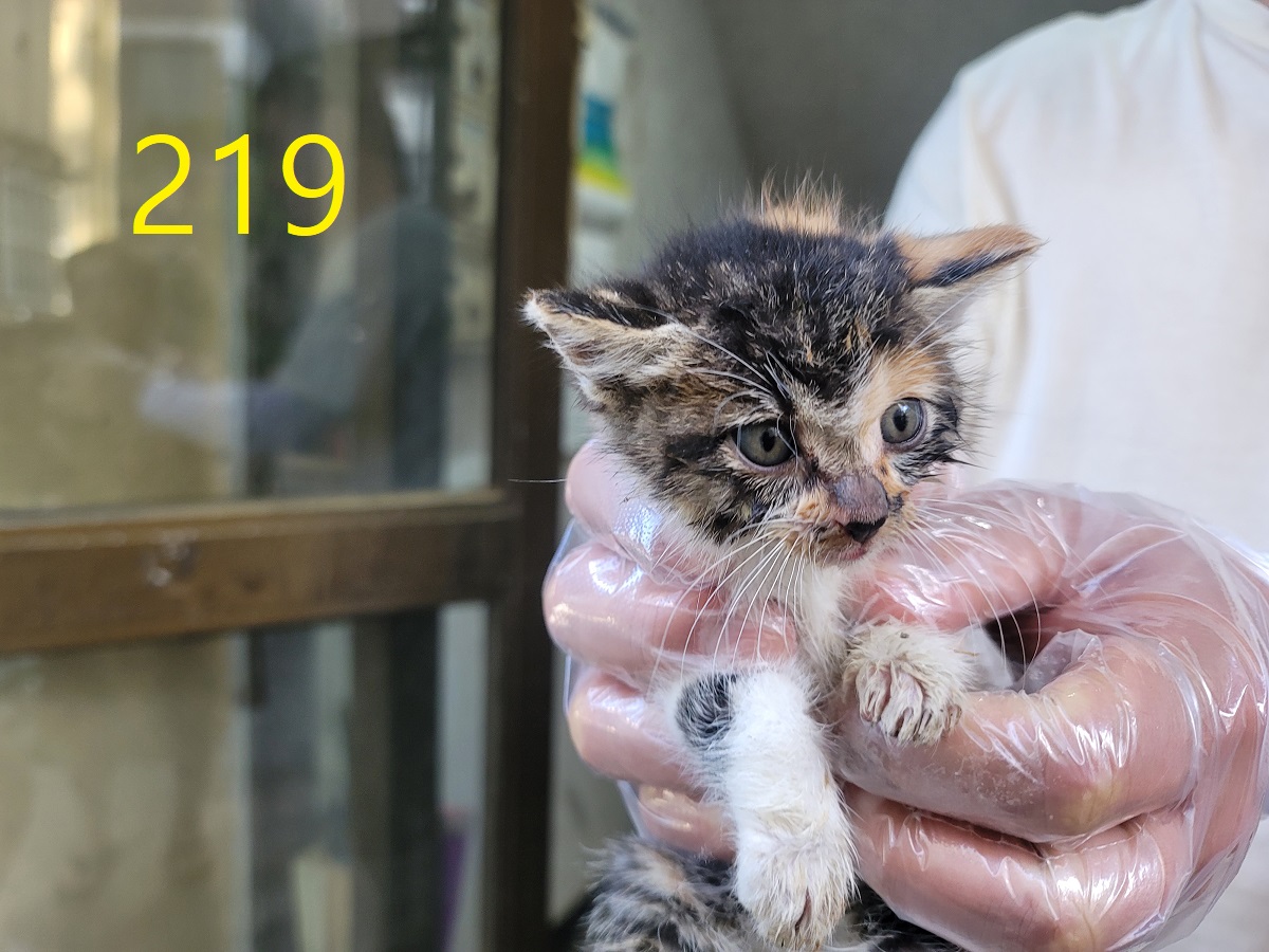 [고양이] 한국 고양이 인천-계양-2025-00221 유기동물 배경 이미지 입니다.