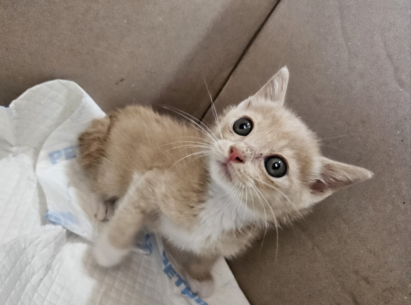 [고양이] 한국 고양이 울산-울주-2025-00391 유기동물 배경 이미지 입니다.