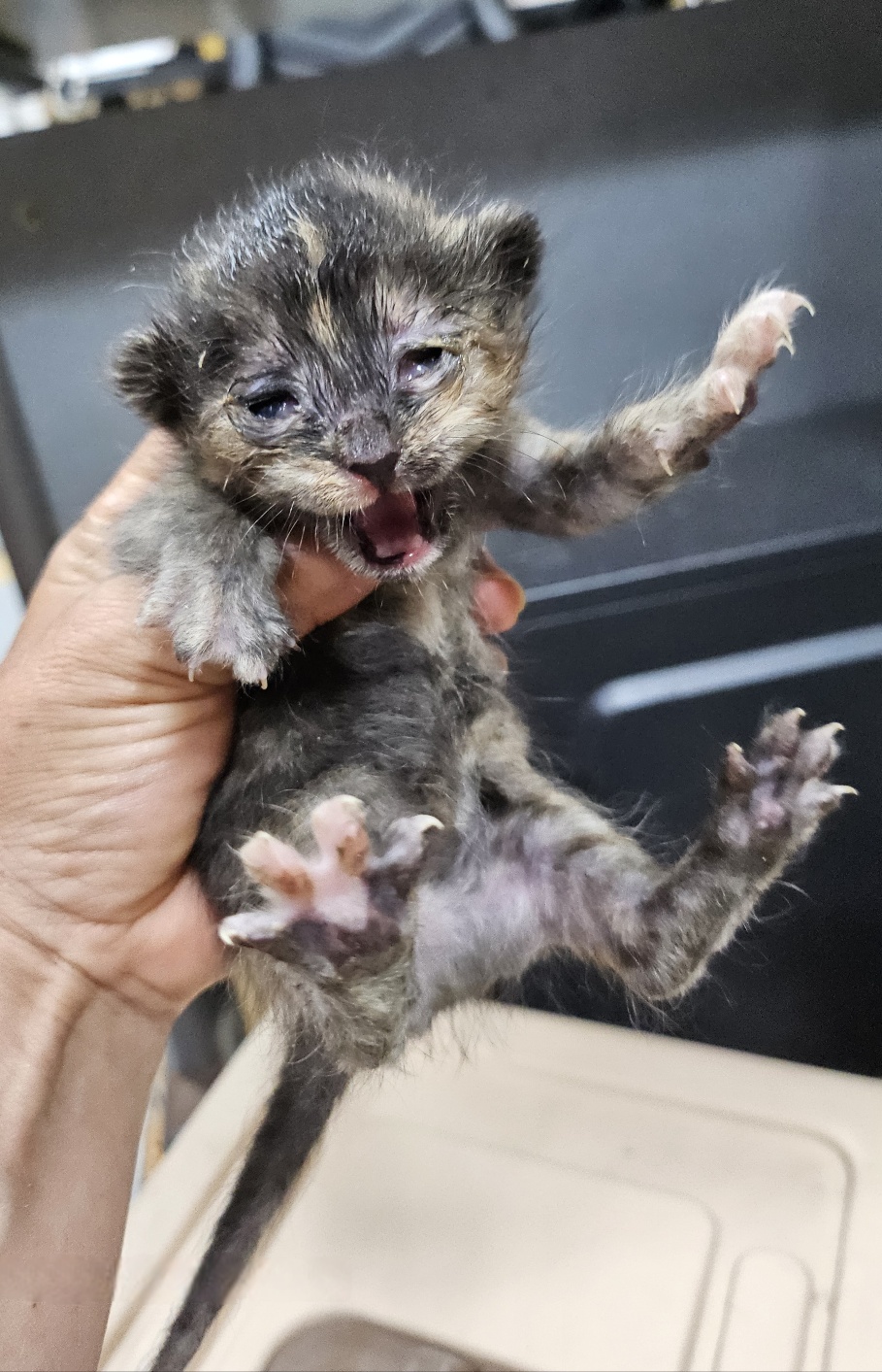 [고양이] 한국 고양이 울산-울주-2025-00394 유기동물 배경 이미지 입니다.