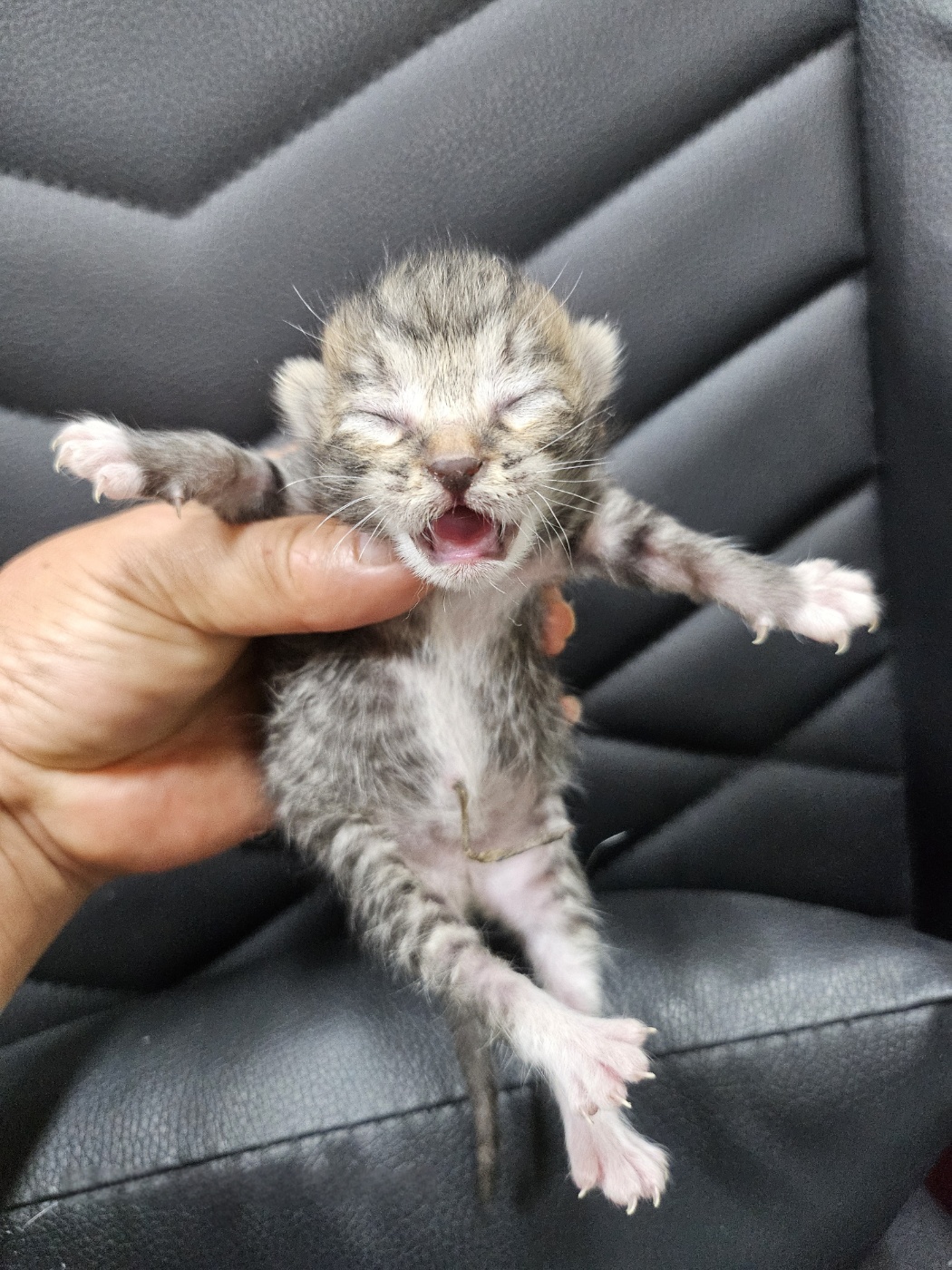 [고양이] 한국 고양이 울산-중구-2025-00124 유기동물 배경 이미지 입니다.