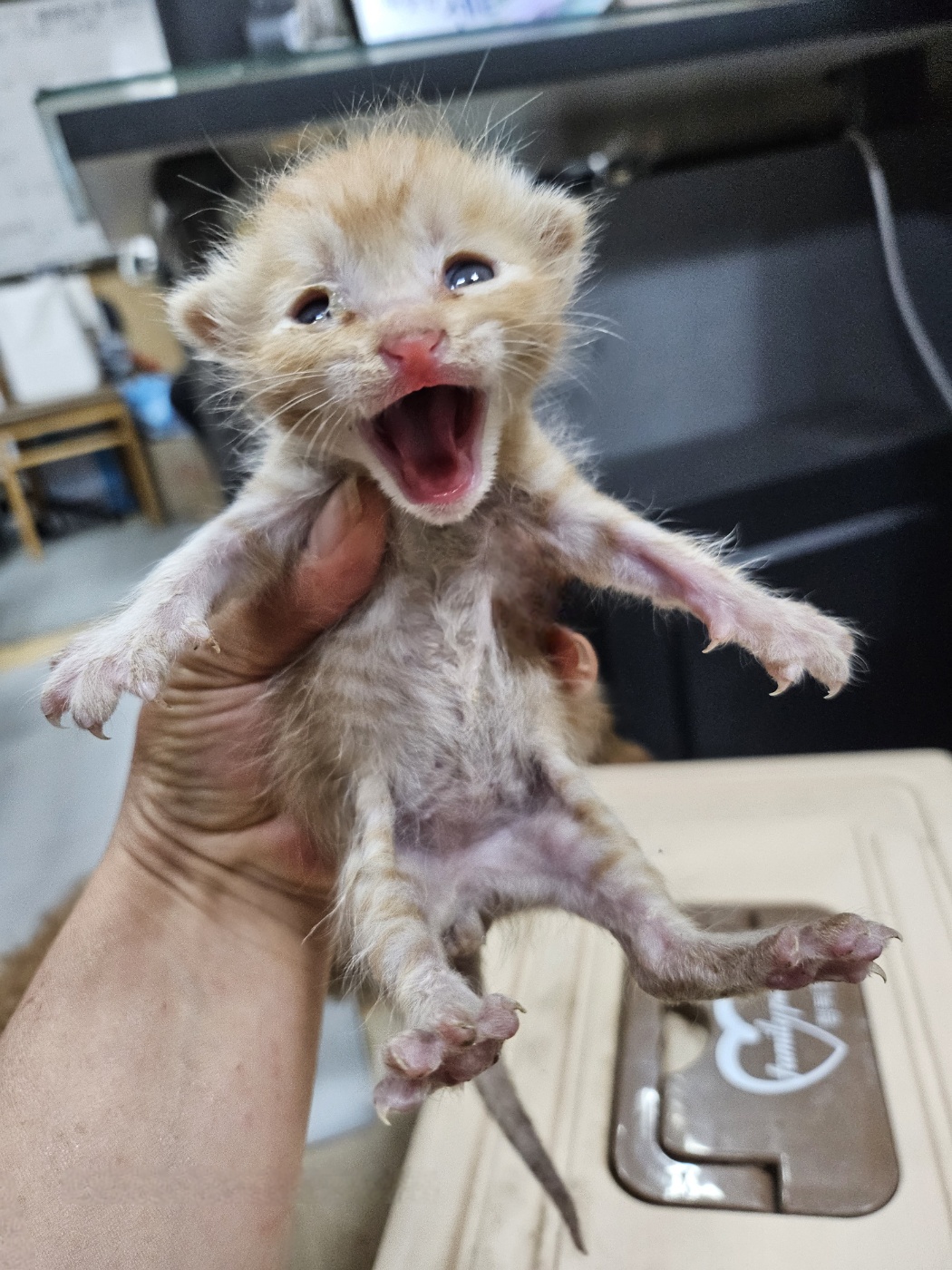 [고양이] 한국 고양이 울산-울주-2025-00393 유기동물 배경 이미지 입니다.