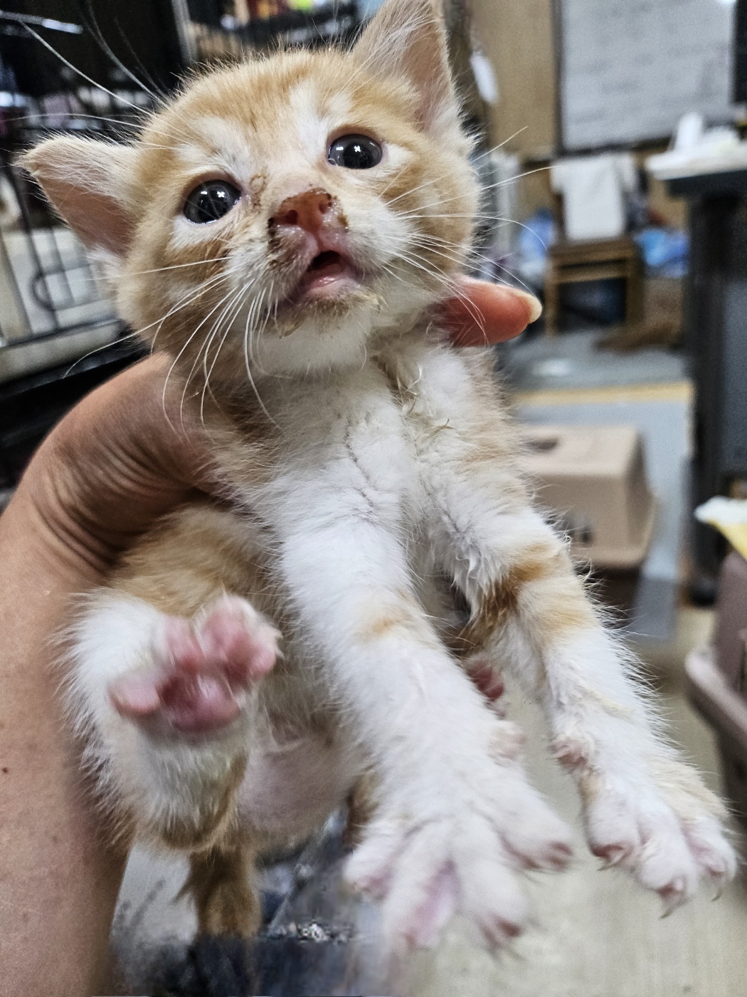 [고양이] 한국 고양이 울산-울주-2025-00389 유기동물 배경 이미지 입니다.