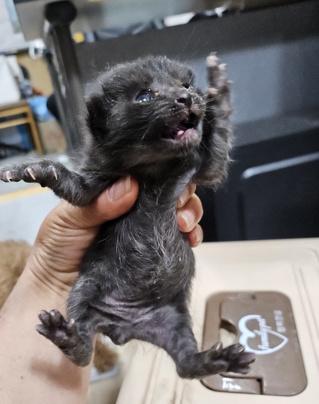 [고양이] 한국 고양이 울산-울주-2025-00392 유기동물 배경 이미지 입니다.