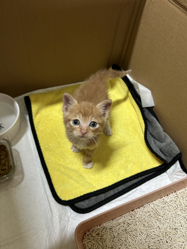 [고양이] 한국 고양이 전북-익산-2025-00764 유기동물 배경 이미지 입니다.