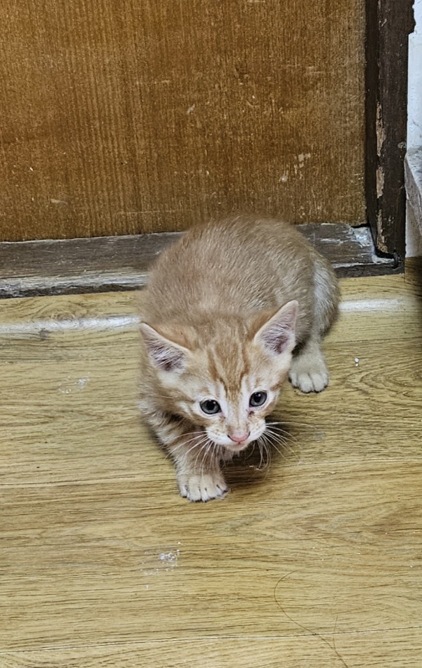 [고양이] 한국 고양이 전북-익산-2025-00763 유기동물 배경 이미지 입니다.