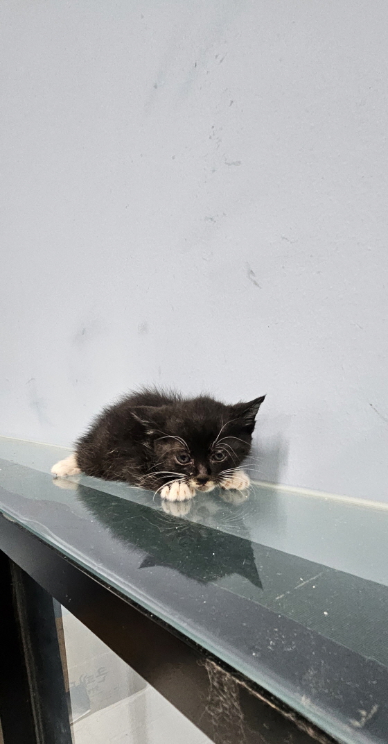 [고양이] 한국 고양이 전북-익산-2025-00761 유기동물 배경 이미지 입니다.