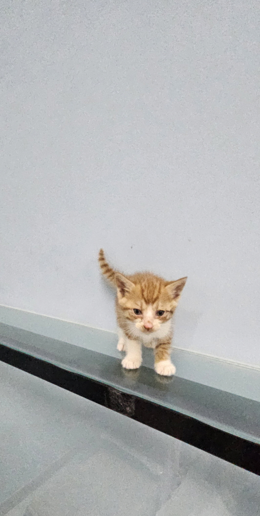 [고양이] 한국 고양이 전북-익산-2025-00762 유기동물 배경 이미지 입니다.