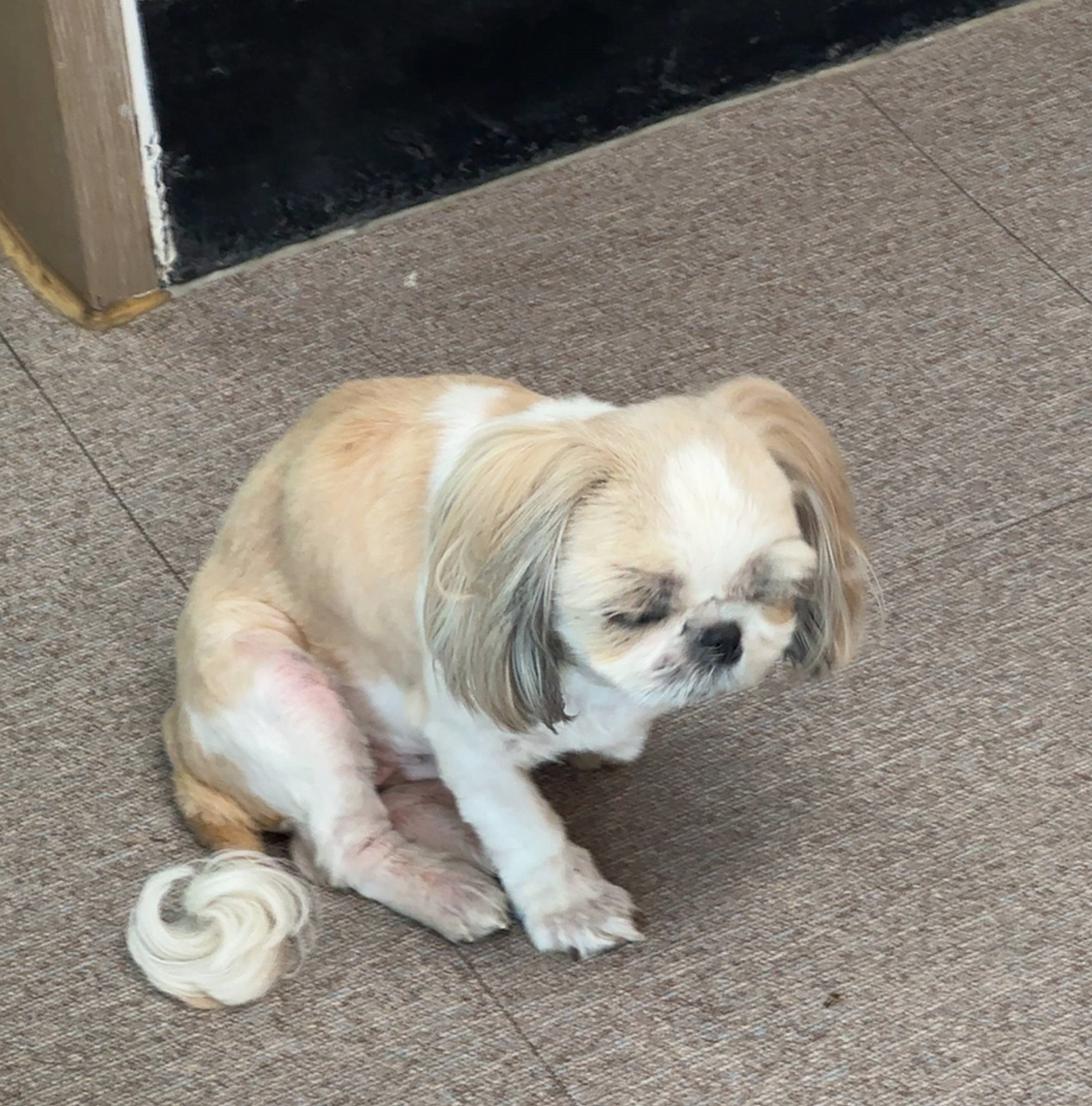 군산유기동물보호센터_445467202501075