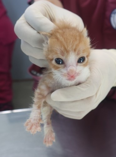 [고양이] 한국 고양이 제주-제주-2025-01357 유기동물 배경 이미지 입니다.