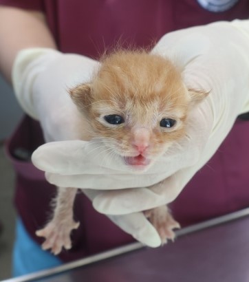 [고양이] 한국 고양이 제주-제주-2025-01359 유기동물 배경 이미지 입니다.