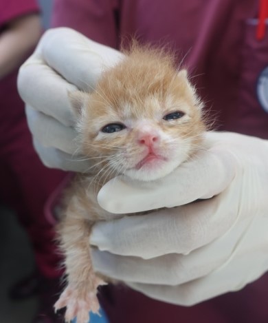 [고양이] 한국 고양이 제주-제주-2025-01358 유기동물 배경 이미지 입니다.