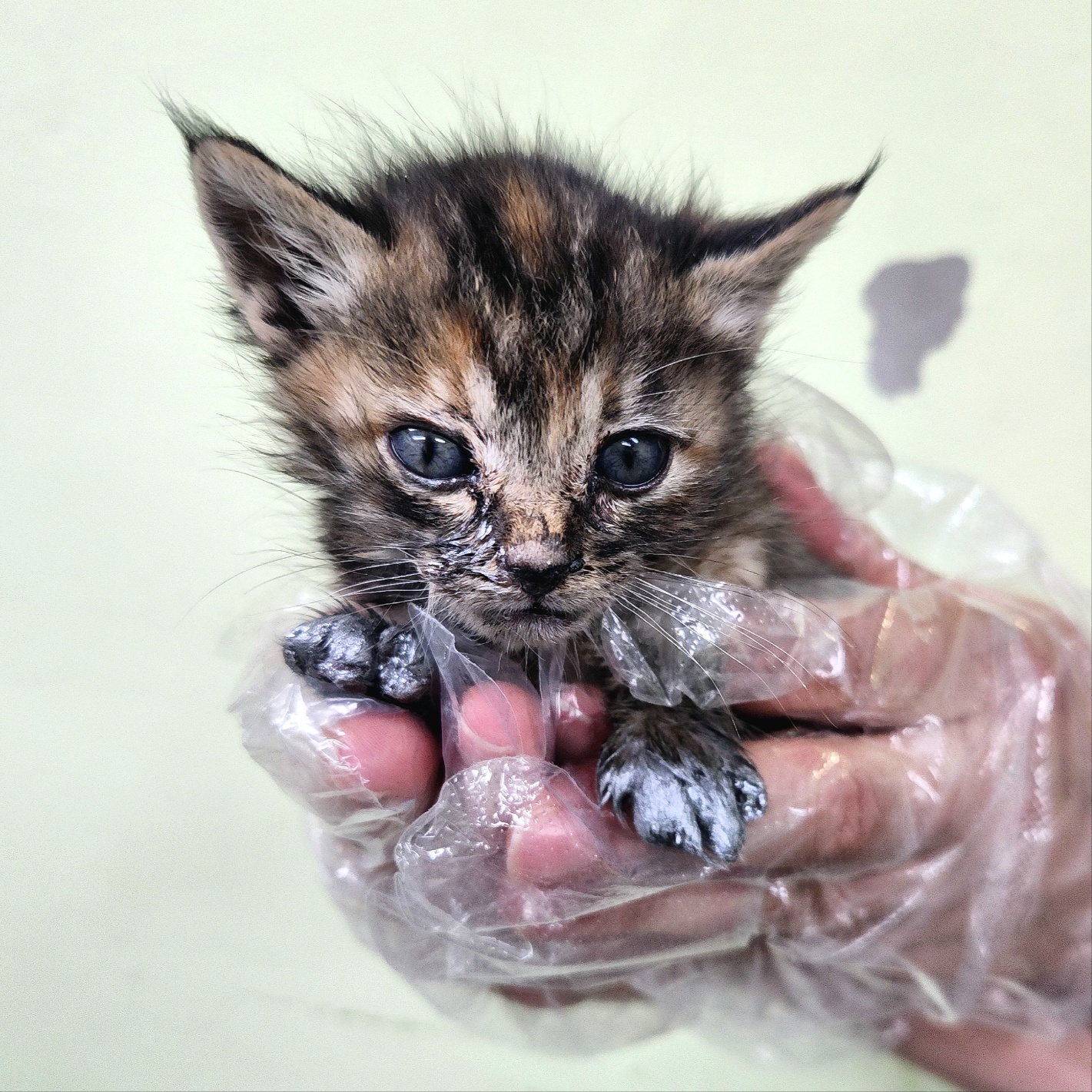 [고양이] 한국 고양이 경기-용인-2025-00236 유기동물 배경 이미지 입니다.