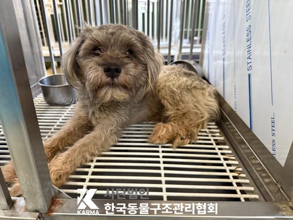 [개] 믹스견 서울-강북-2025-00072 유기동물 배경 이미지 입니다.