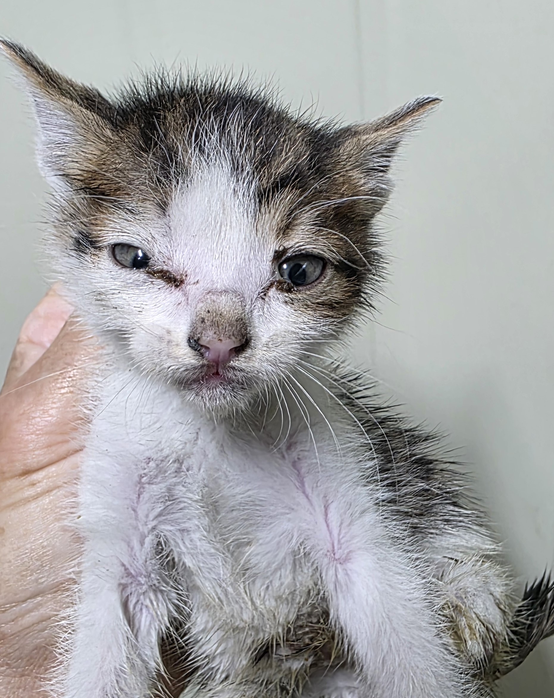[고양이] 한국 고양이 대구-남구-2025-00080 유기동물 배경 이미지 입니다.