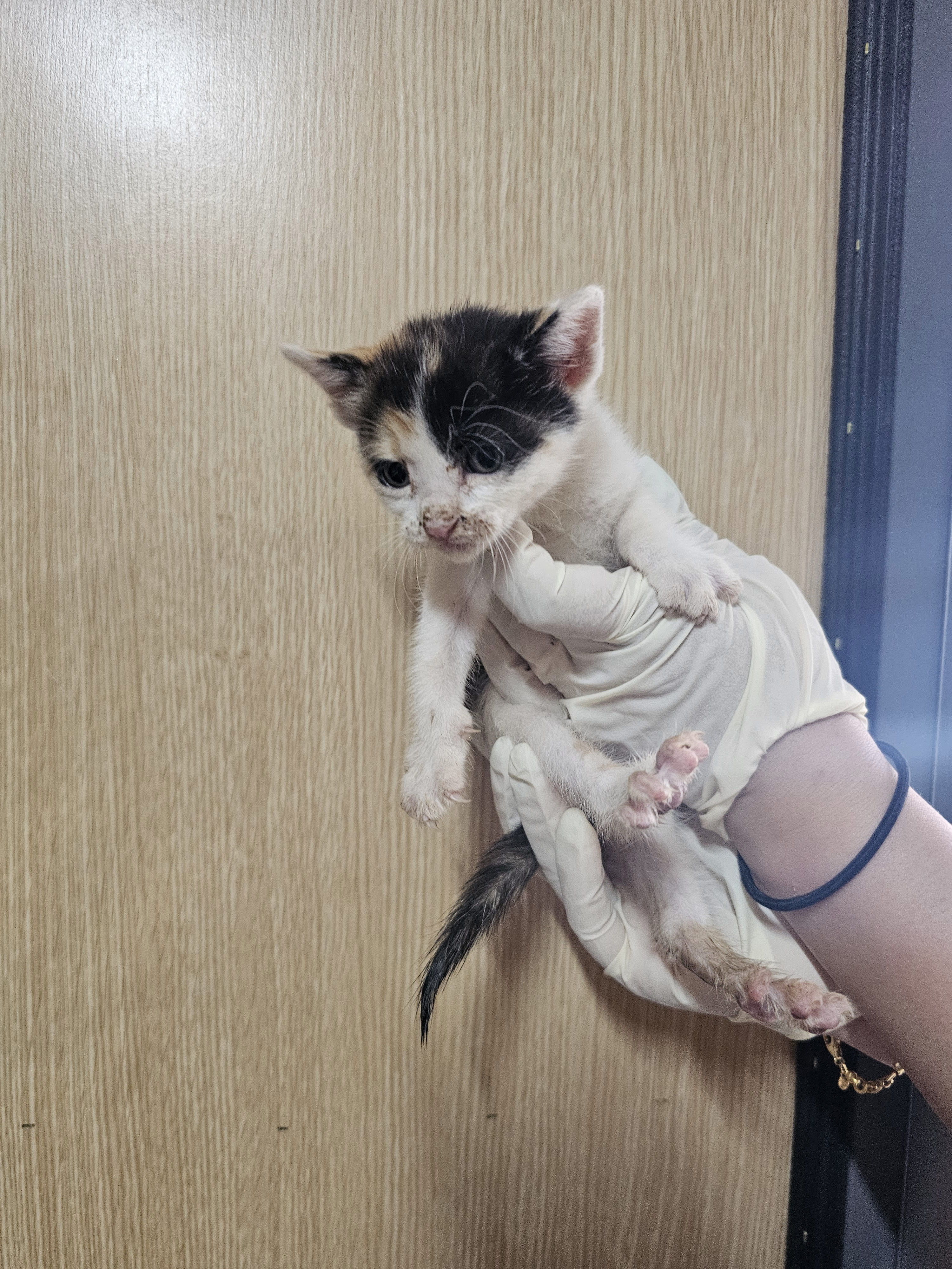 보호중 한국 고양이…