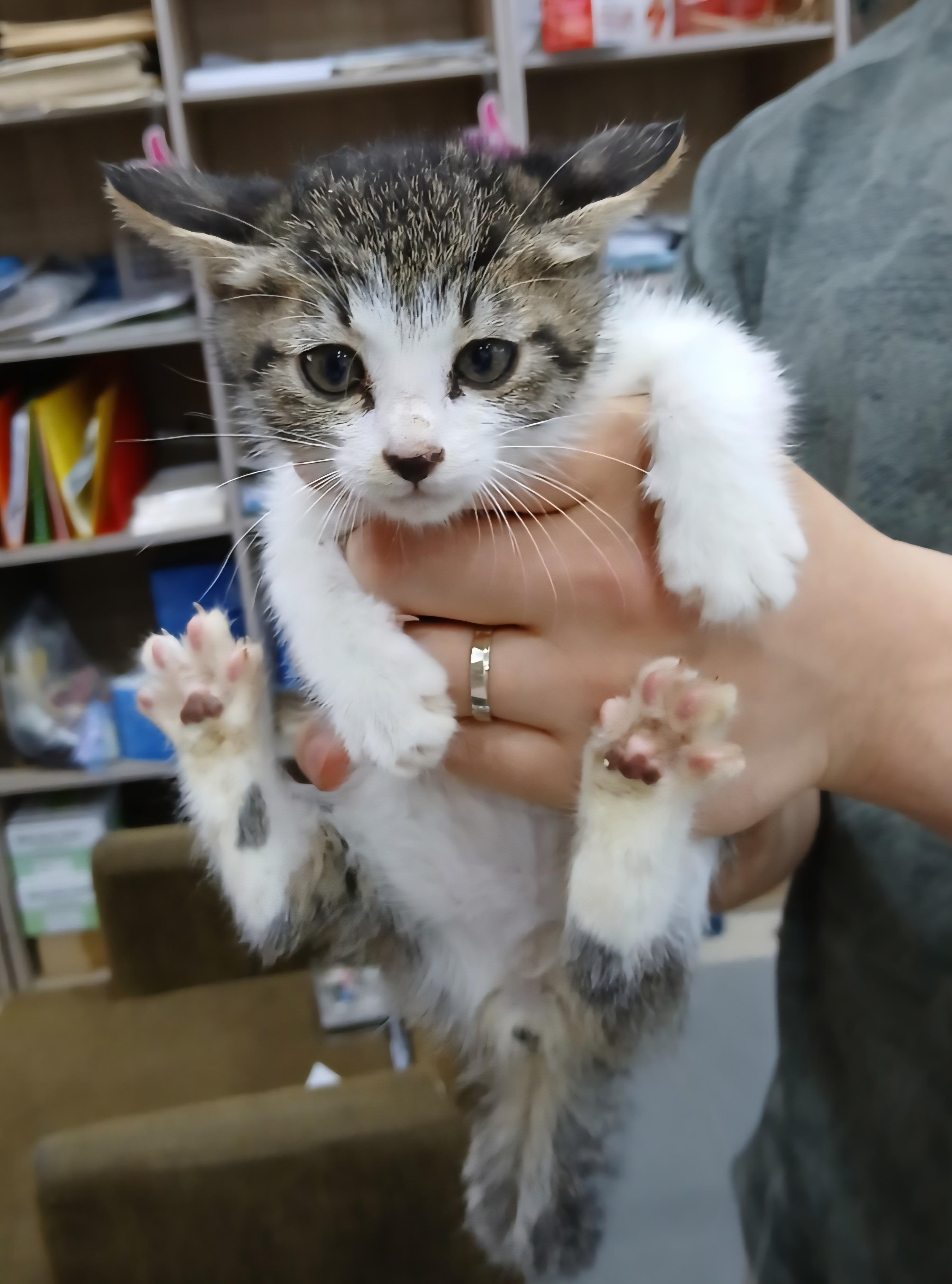 [고양이] 믹스묘 충북-음성-2025-00424 유기동물 배경 이미지 입니다.