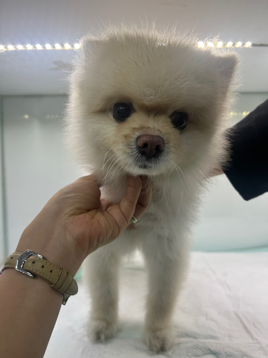 [개] 포메라니안 경기-부천-2025-00270 유기동물 배경 이미지 입니다.