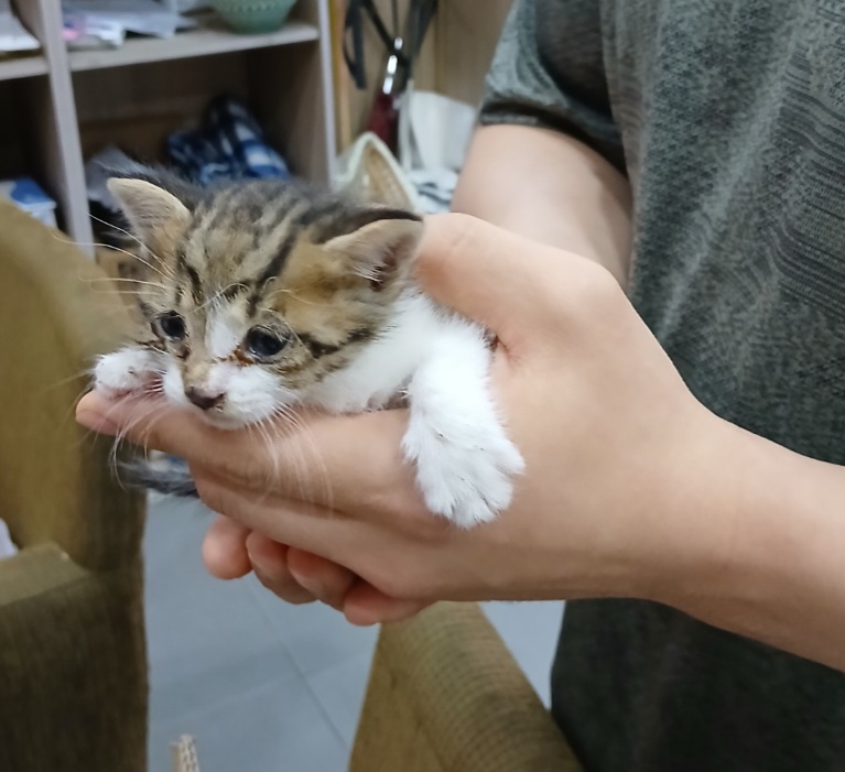 [고양이] 믹스묘 충북-음성-2025-00423 유기동물 배경 이미지 입니다.