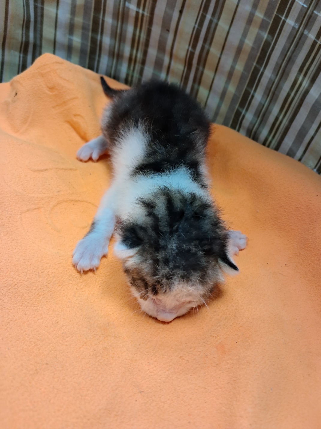 [고양이] 한국 고양이 울산-남구-2025-00173 유기동물 배경 이미지 입니다.