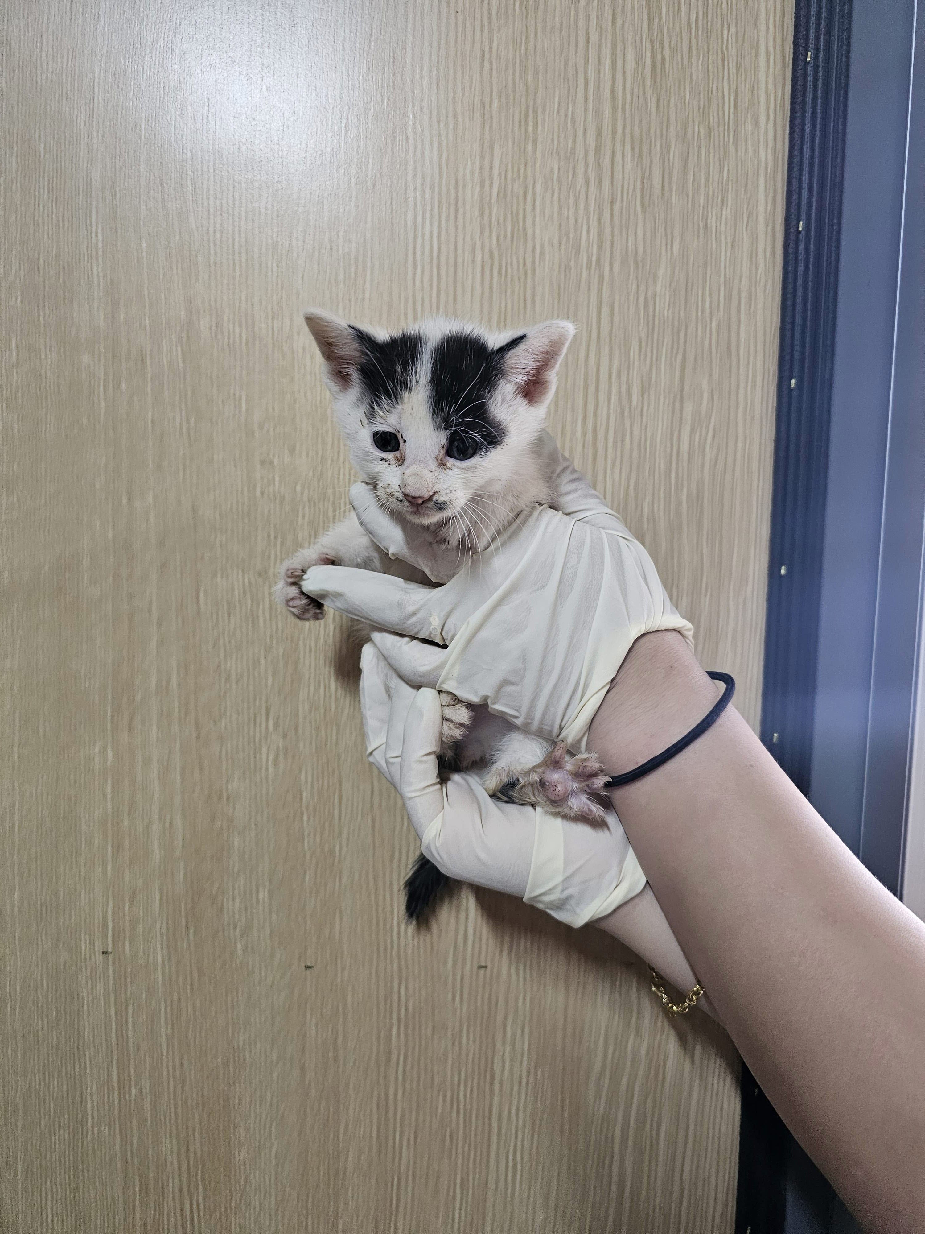 보호중 한국 고양이…
