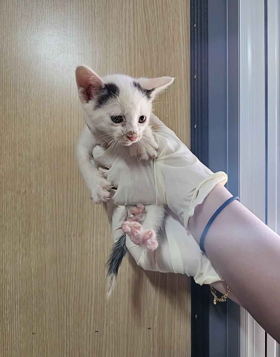 보호중 한국 고양이…