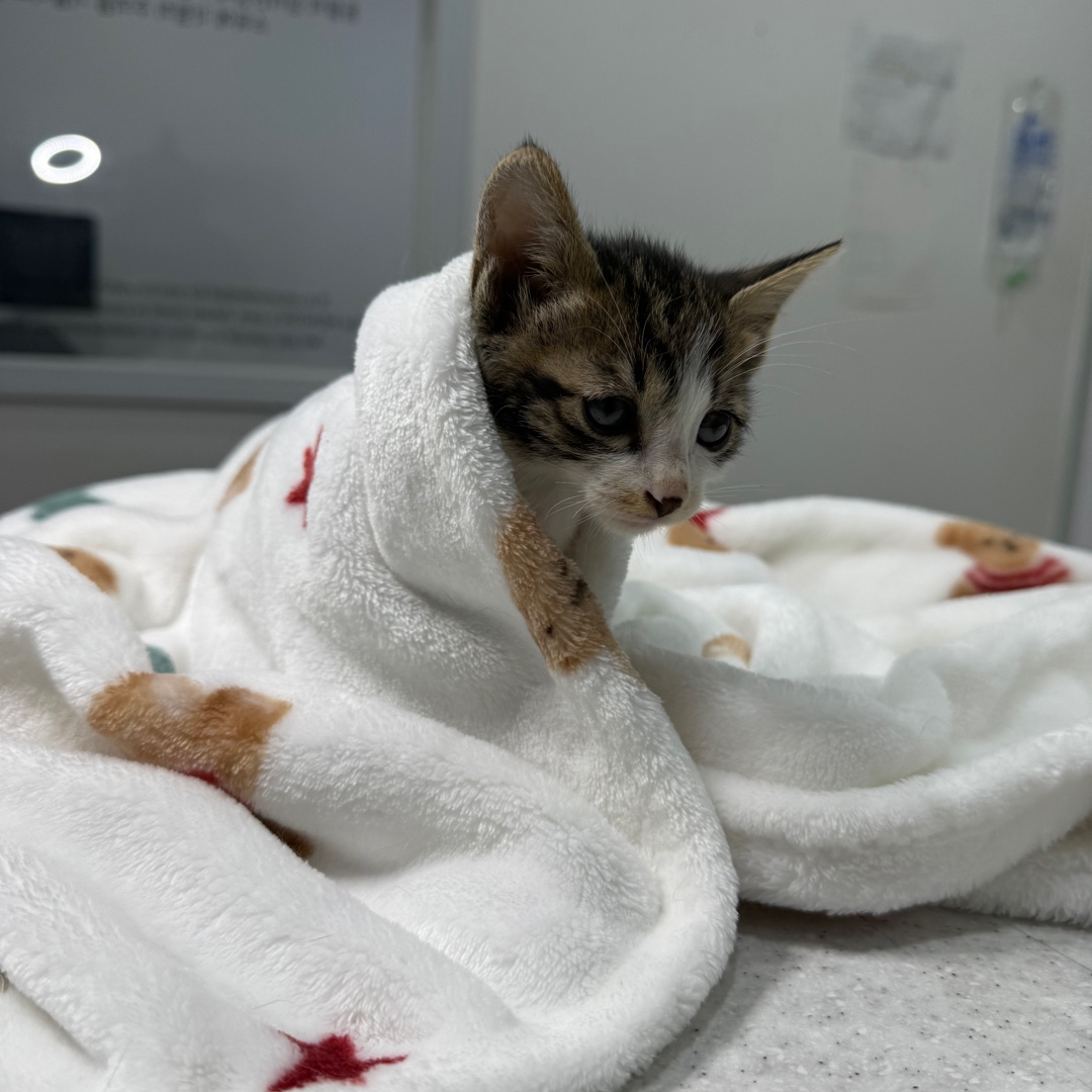[고양이] 한국 고양이 대구-수성-2025-00274 유기동물 배경 이미지 입니다.