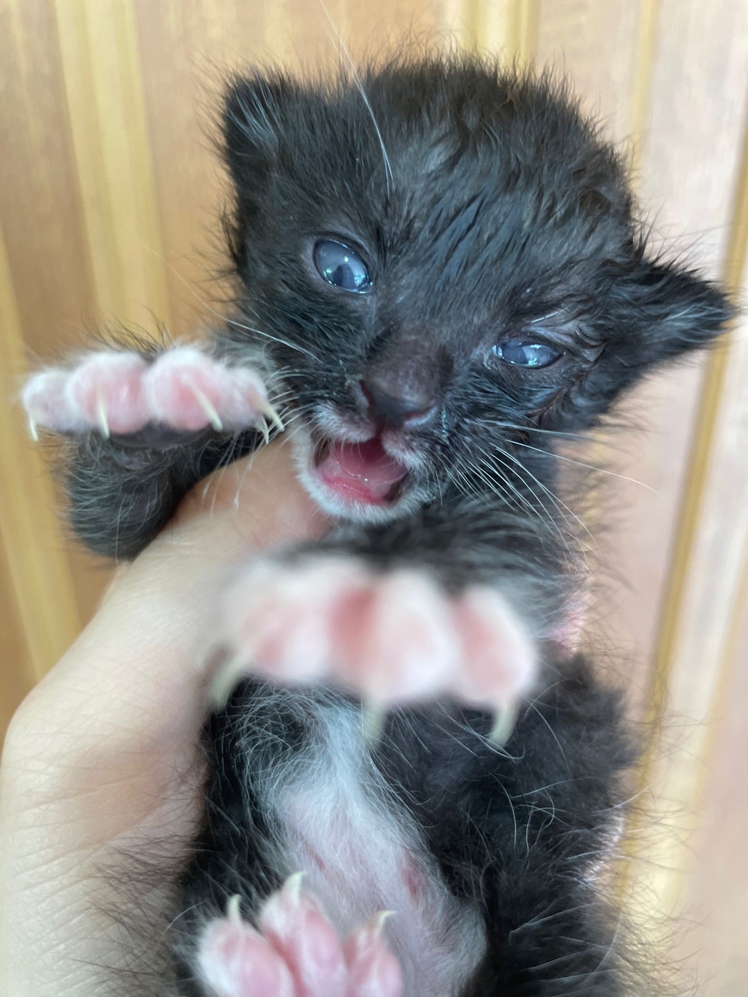 [고양이] 한국 고양이 경기-안성-2025-00290 유기동물 배경 이미지 입니다.