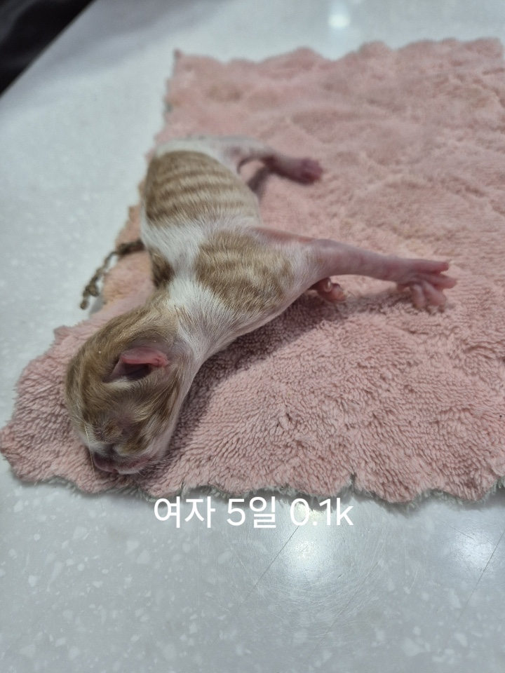 [고양이] 한국 고양이 충북-옥천-2025-00224 유기동물 배경 이미지 입니다.