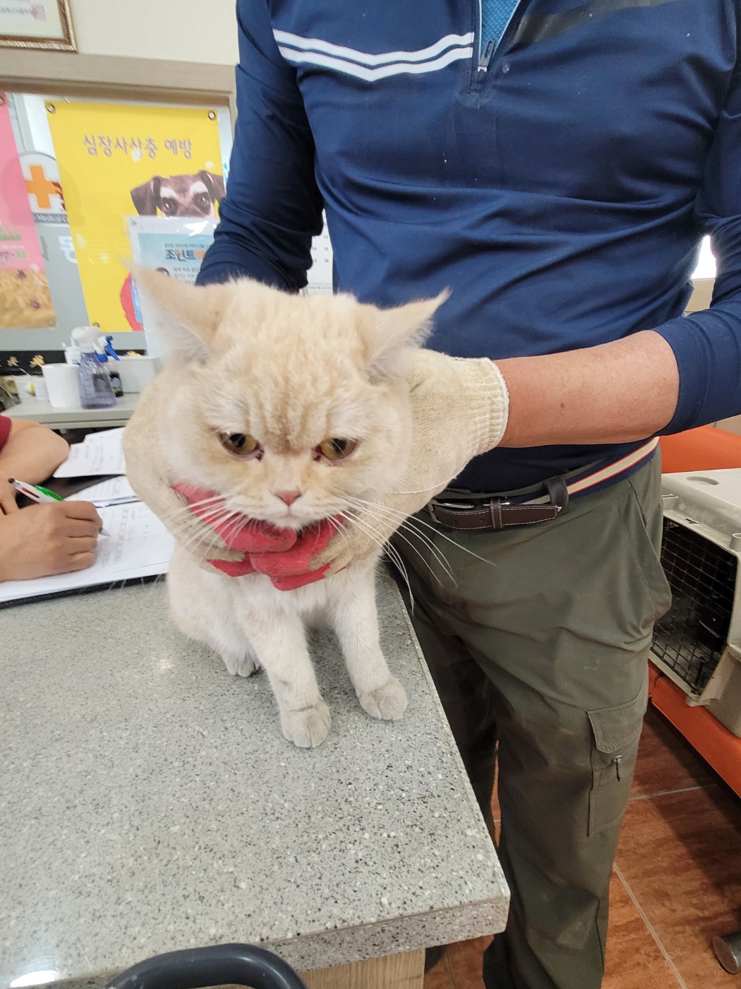 [고양이] 브리티시 쇼트헤어 충북-진천-2025-00155 유기동물 배경 이미지 입니다.