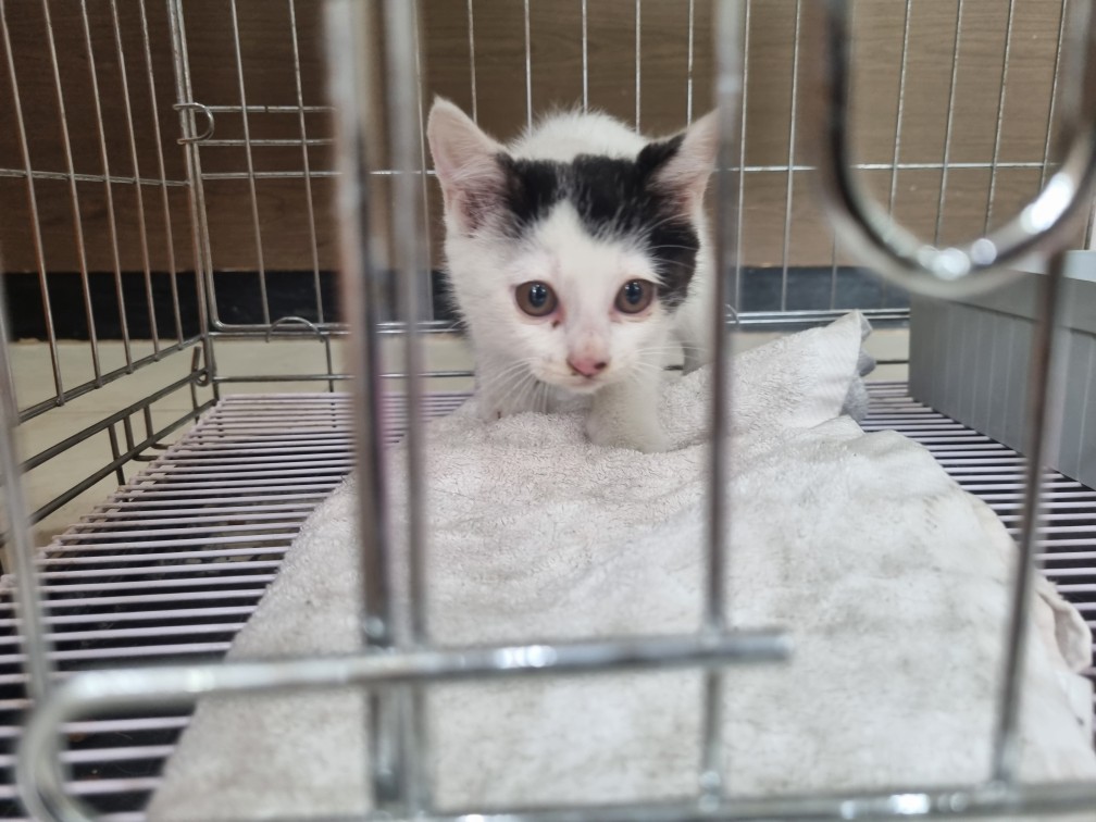 [고양이] 한국 고양이 전북-전주-2025-00469 유기동물 배경 이미지 입니다.