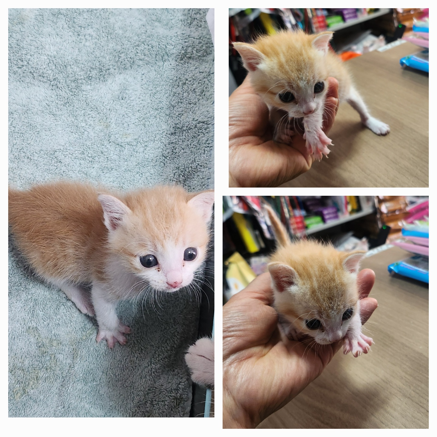 [고양이] 한국 고양이 경북-문경-2025-00209 유기동물 배경 이미지 입니다.