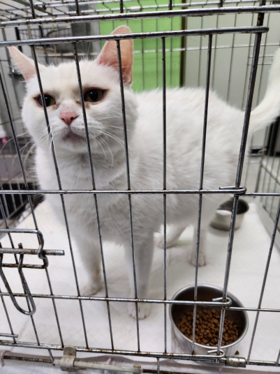 [고양이] 한국 고양이 강원-춘천-2025-00139 유기동물 배경 이미지 입니다.