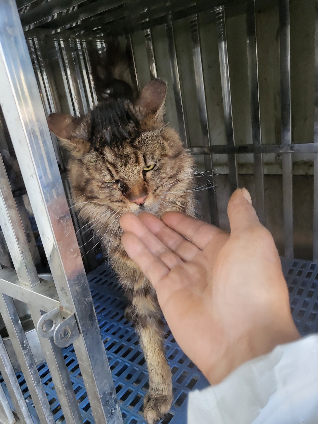 [고양이] 믹스묘 경기-평택-2025-00851 유기동물 배경 이미지 입니다.