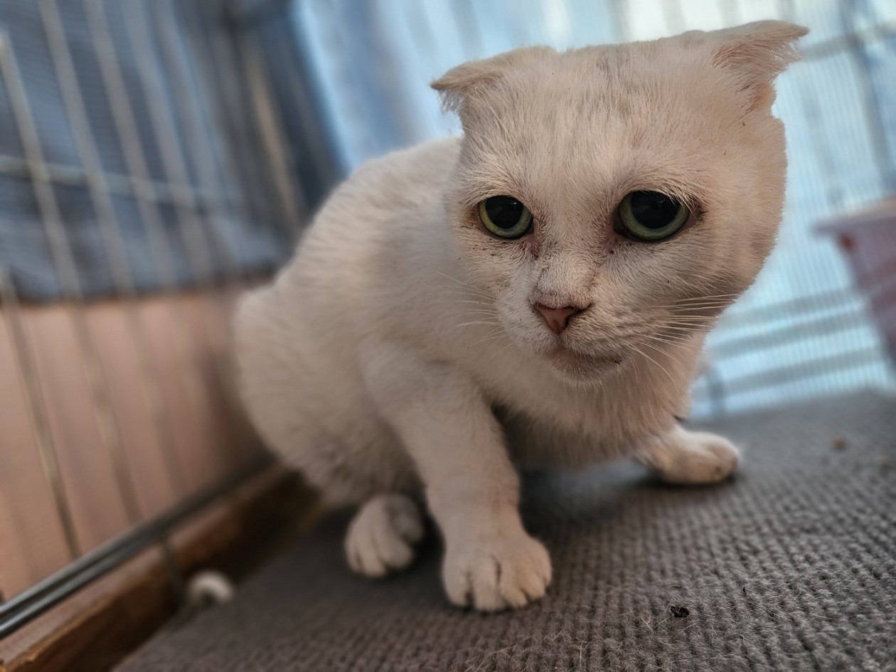 [고양이] 스코티시폴드 충남-보령-2025-00204 유기동물 배경 이미지 입니다.