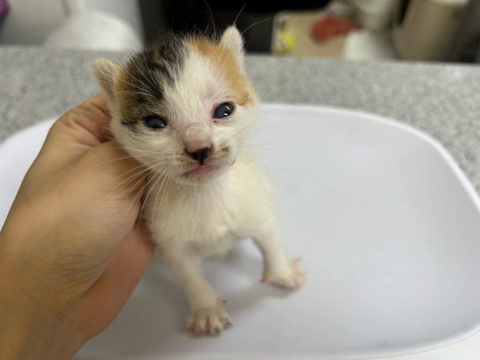 [고양이] 한국 고양이 광주-북구-2025-00235 유기동물 배경 이미지 입니다.