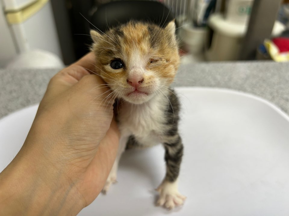 [고양이] 한국 고양이 광주-북구-2025-00236 유기동물 배경 이미지 입니다.