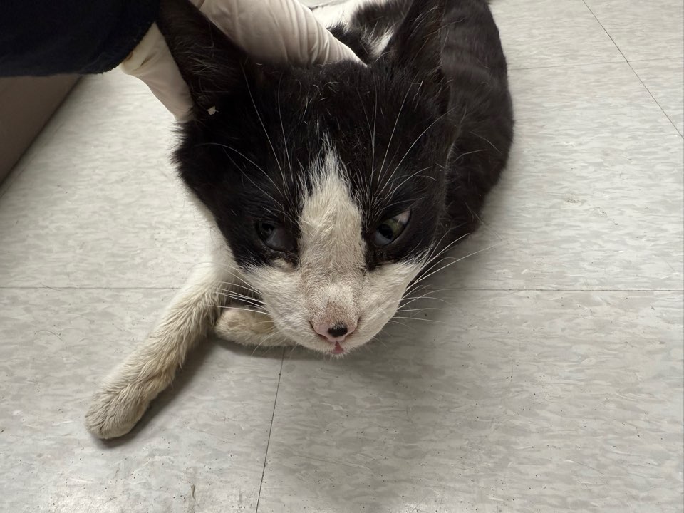 [고양이] 한국 고양이 광주-동구-2025-00062 유기동물 배경 이미지 입니다.