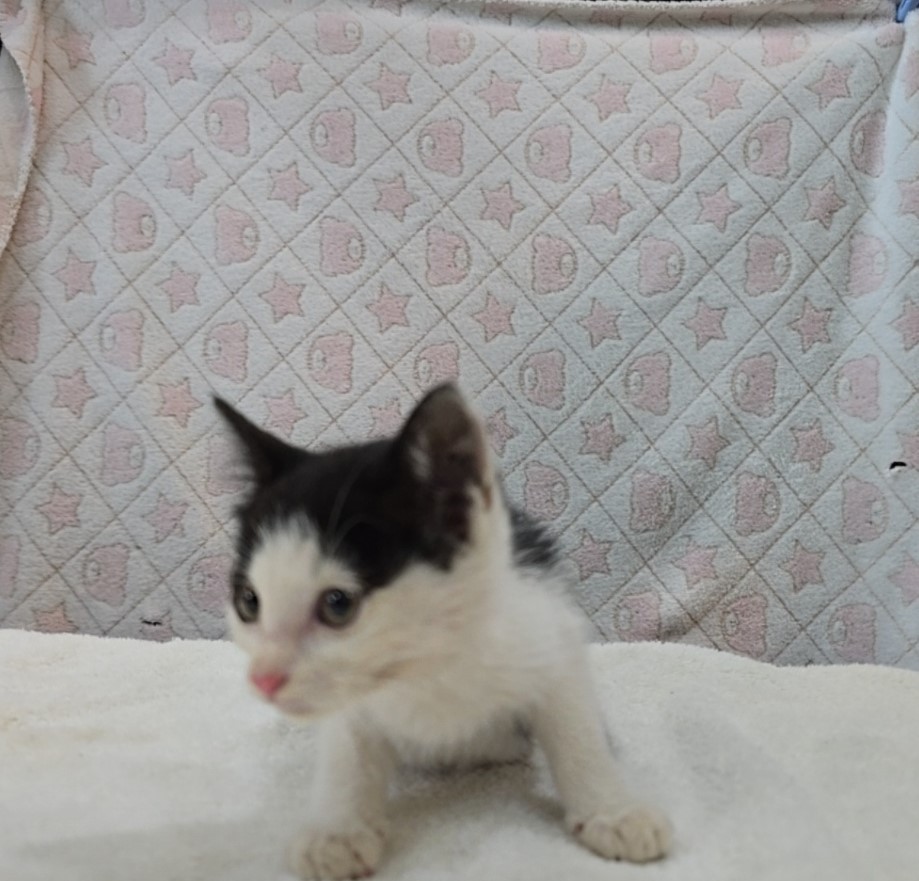 [고양이] 믹스묘 전북-군산-2025-00611 유기동물 배경 이미지 입니다.