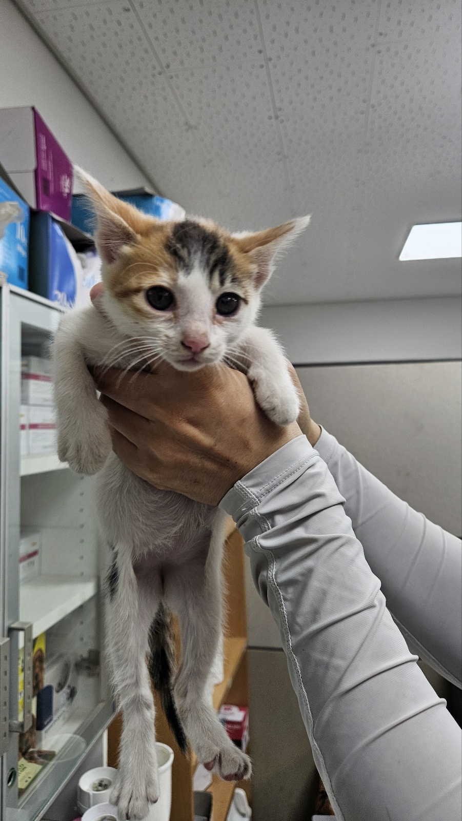[고양이] 한국 고양이 충북-청주-2025-00467 유기동물 배경 이미지 입니다.