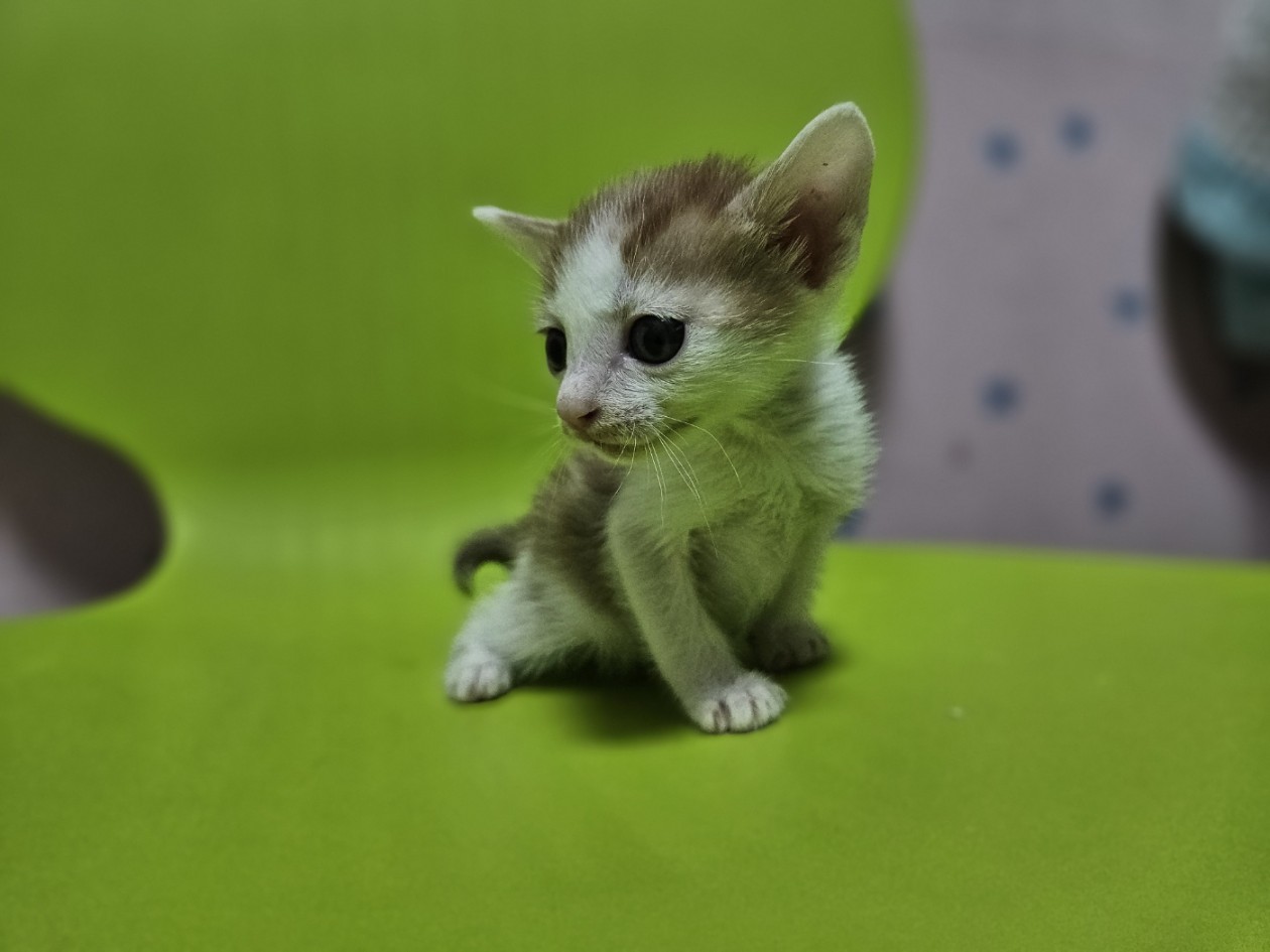 [고양이] 한국 고양이 충남-보령-2025-00199 유기동물 배경 이미지 입니다.