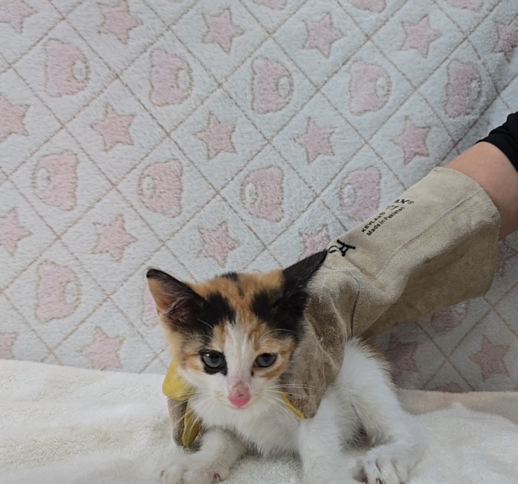 [고양이] 믹스묘 전북-군산-2025-00610 유기동물 배경 이미지 입니다.