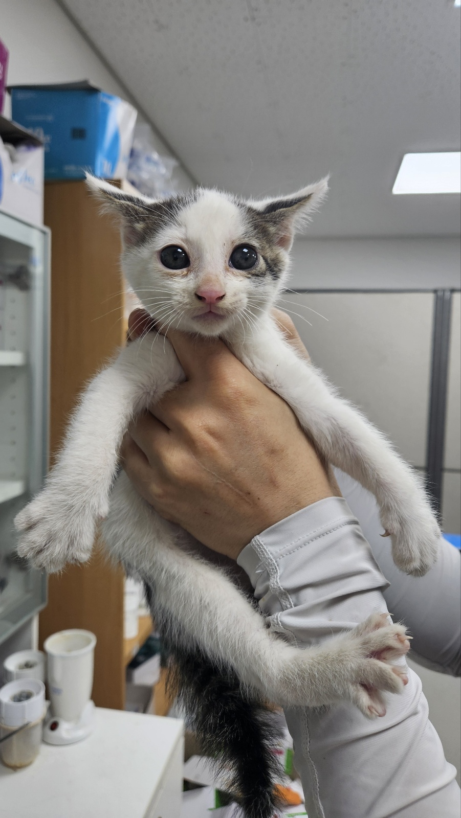 [고양이] 한국 고양이 충북-청주-2025-00469 유기동물 배경 이미지 입니다.