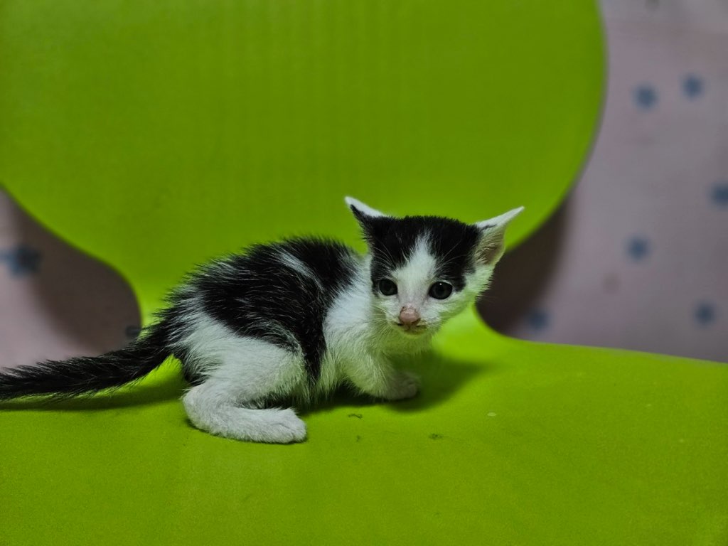 [고양이] 한국 고양이 충남-보령-2025-00201 유기동물 배경 이미지 입니다.