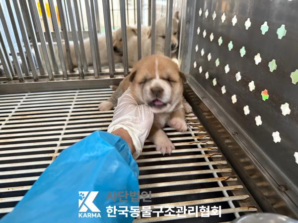 [개] 믹스견 경기-김포-2025-00430 유기동물 배경 이미지 입니다.